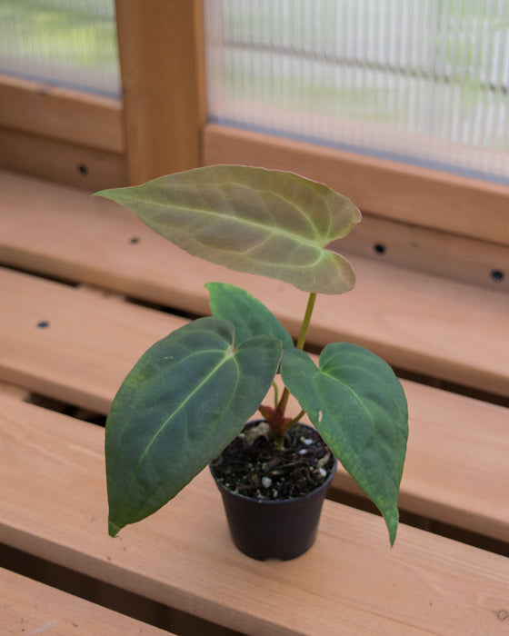 Anthurium 'Red Gunsal ' - 2"