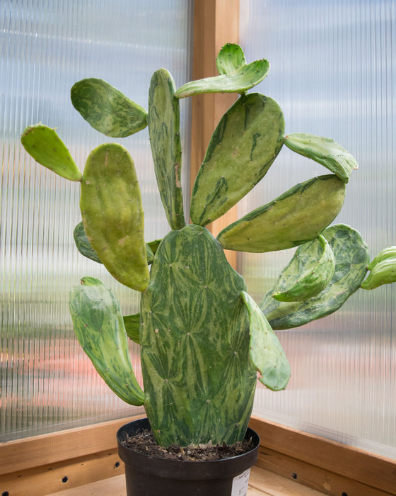 Opuntia Cochenillifera 'Variegata' - 6" (Pick Up Only)