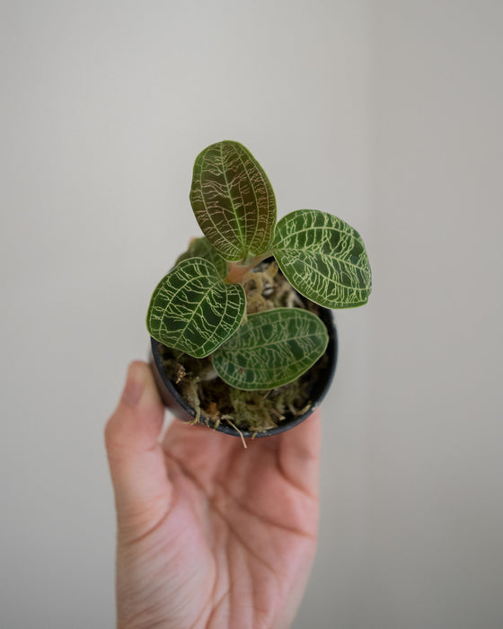 Macodes Petola 'Lightning Jewel Orchid' - 2"