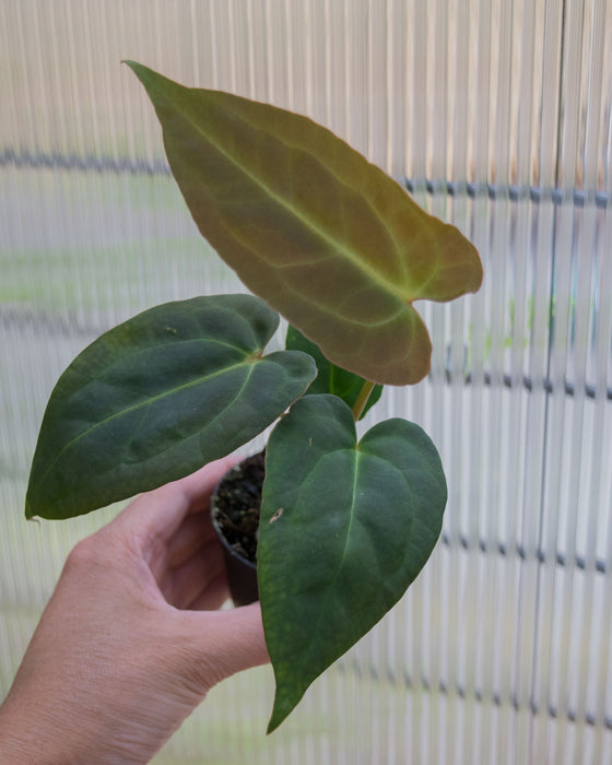 Anthurium 'Red Gunsal ' - 2"