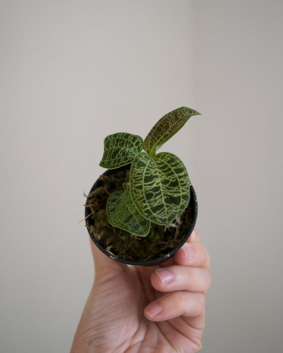 Macodes Petola 'Lightning Jewel Orchid' - 2"