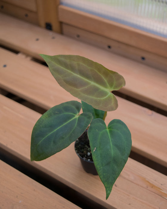 Anthurium 'Red Gunsal ' - 2"