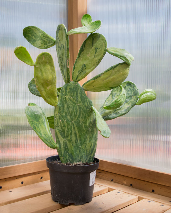 Opuntia Cochenillifera 'Variegata' - 6" (Pick Up Only)