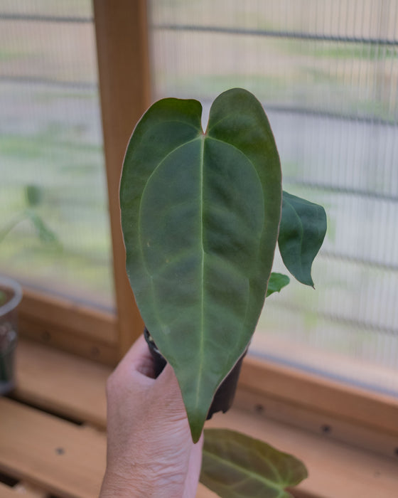 Anthurium 'Red Gunsal ' - 2"