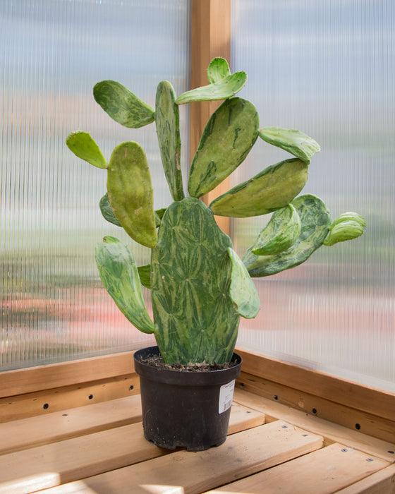 Opuntia Cochenillifera 'Variegata' - 6" (Pick Up Only)