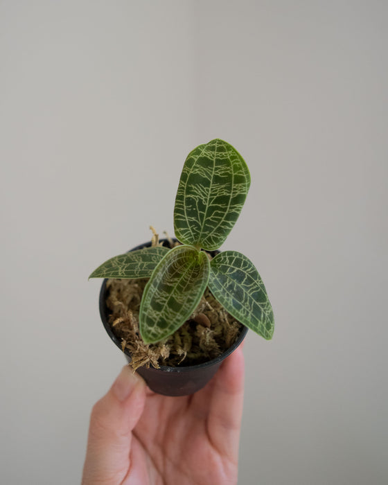Macodes Petola 'Lightning Jewel Orchid' - 2"
