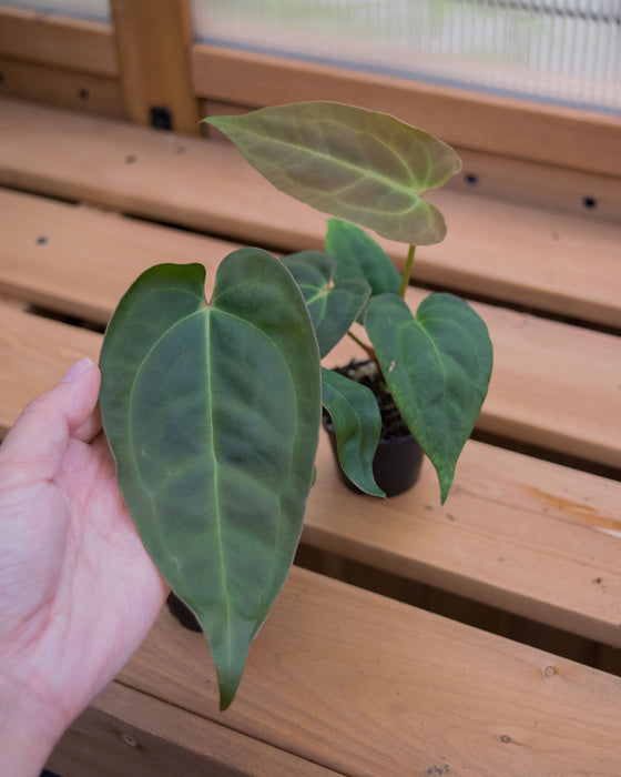 Anthurium 'Red Gunsal ' - 2"