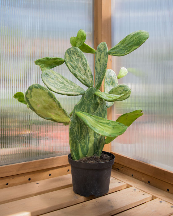 Opuntia Cochenillifera 'Variegata' - 6" (Pick Up Only)