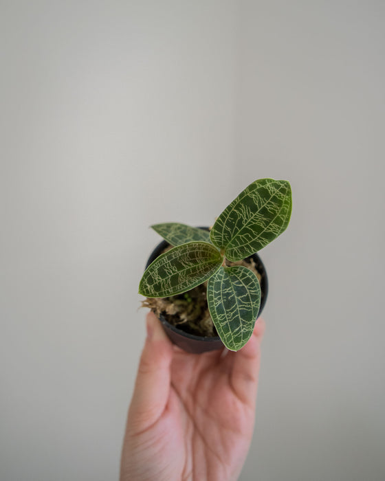 Macodes Petola 'Lightning Jewel Orchid' - 2"