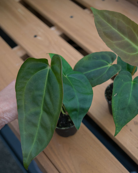 Anthurium 'Red Gunsal ' - 2"