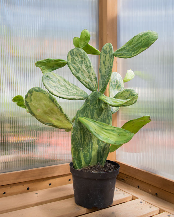 Opuntia Cochenillifera 'Variegata' - 6" (Pick Up Only)