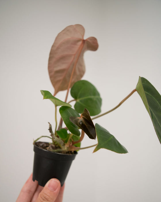 Anthurium Nigrolaminum 'Gigi' Hybrid - 2"