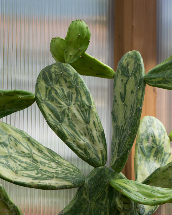 Opuntia Cochenillifera 'Variegata' - 6" (Pick Up Only)