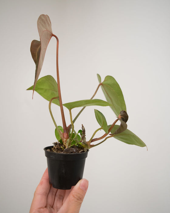 Anthurium Nigrolaminum 'Gigi' Hybrid - 2"