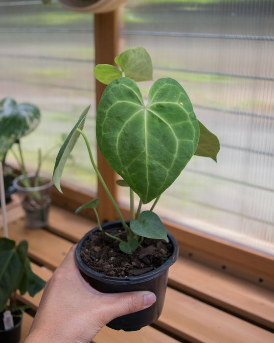 Anthurium 'King of Clarinervium' - 4"