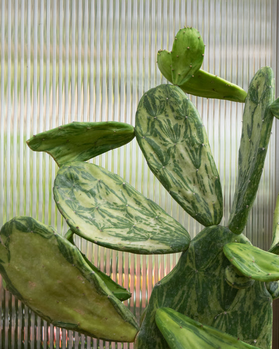 Opuntia Cochenillifera 'Variegata' - 6" (Pick Up Only)
