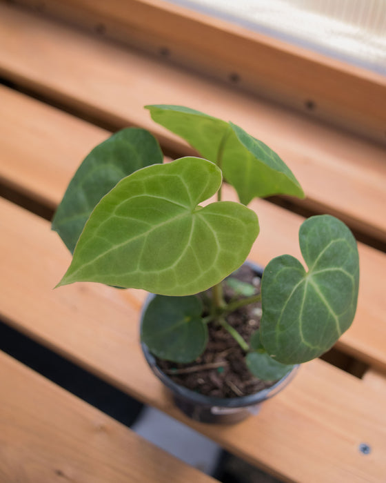 Anthurium 'King of Clarinervium' - 4"