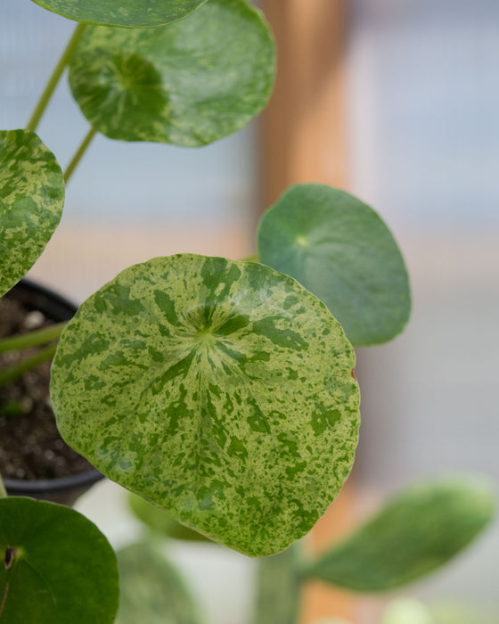 Pilea Peperomioides 'Mojito' - 4"