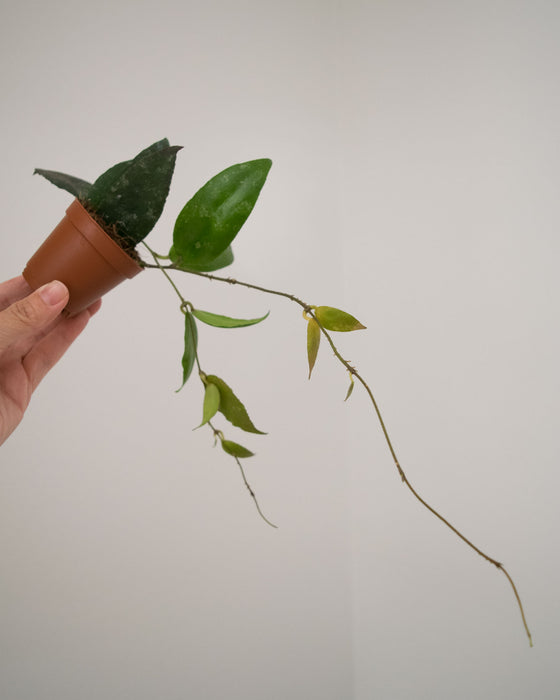 Hoya Caudata - 2"