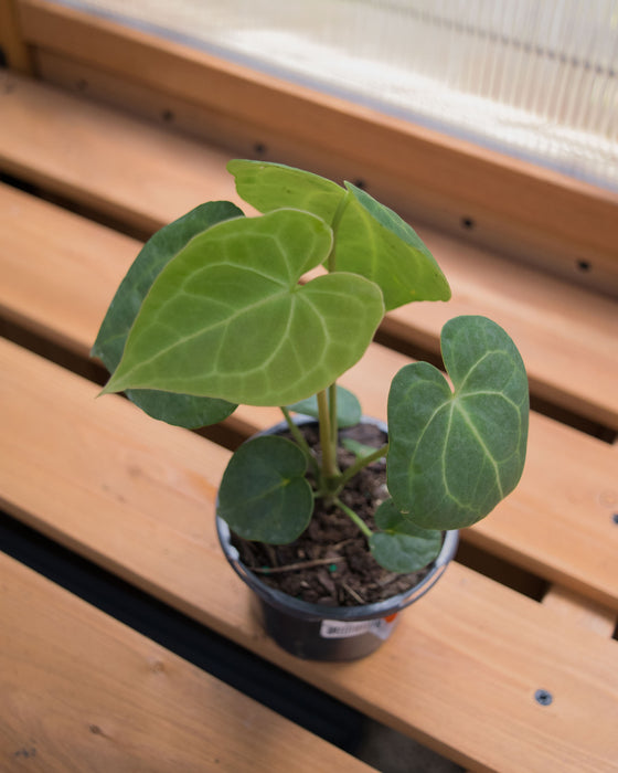 Anthurium 'King of Clarinervium' - 4"