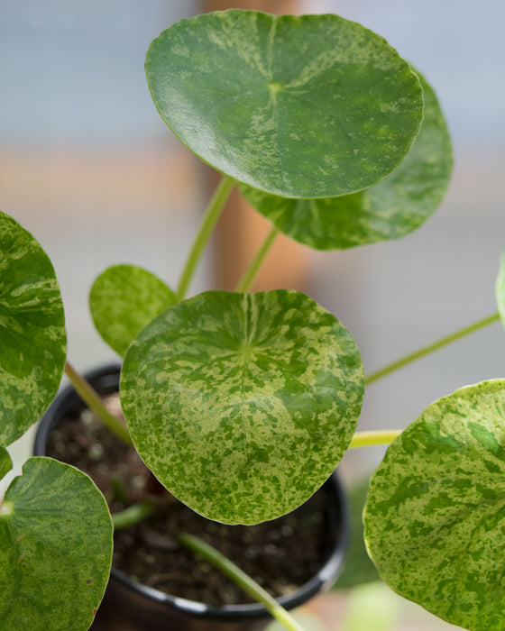 Pilea Peperomioides 'Mojito' - 4"