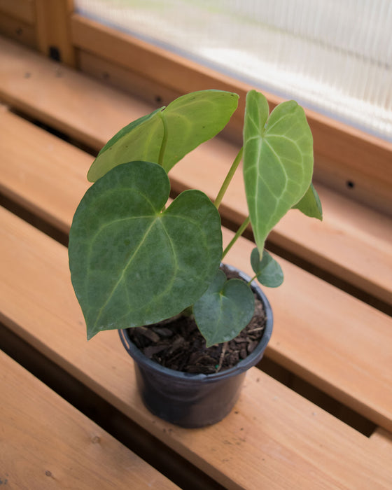 Anthurium 'King of Clarinervium' - 4"
