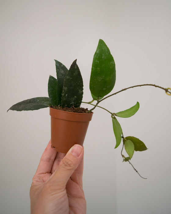 Hoya Caudata - 2"