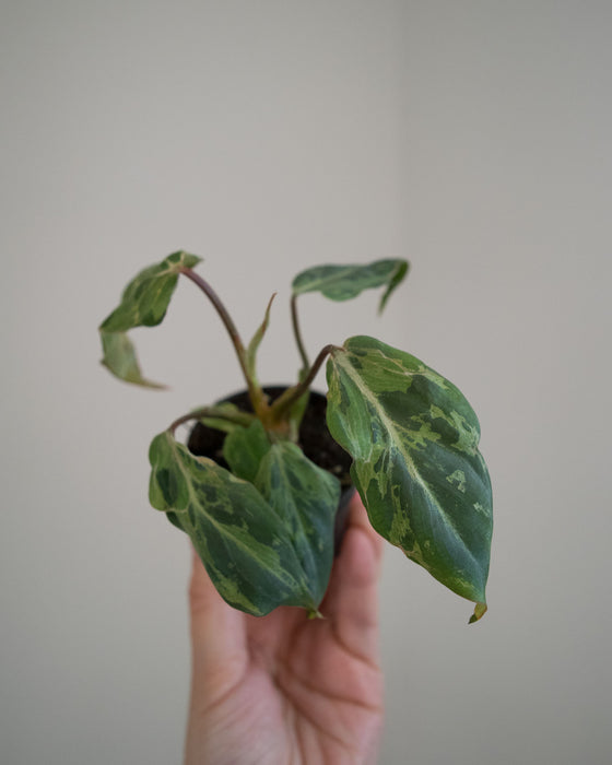 Philodendron Gloriosum 'Snow Leopard'- 2"