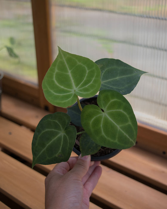 Anthurium 'King of Clarinervium' - 4"