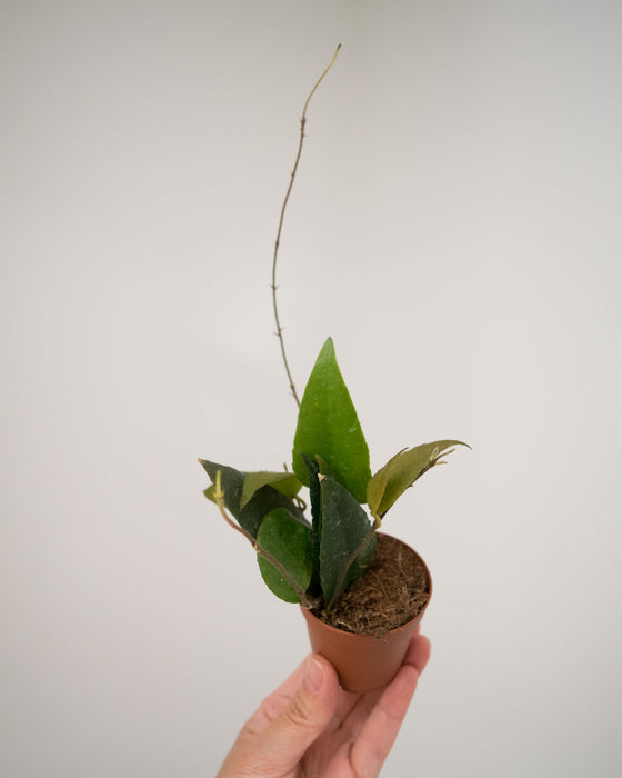 Hoya Caudata - 2"