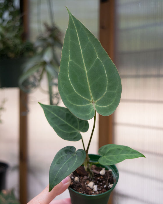 Anthurium 'Dressleri x HU' - 3"