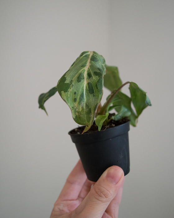 Philodendron Gloriosum 'Snow Leopard'- 2"