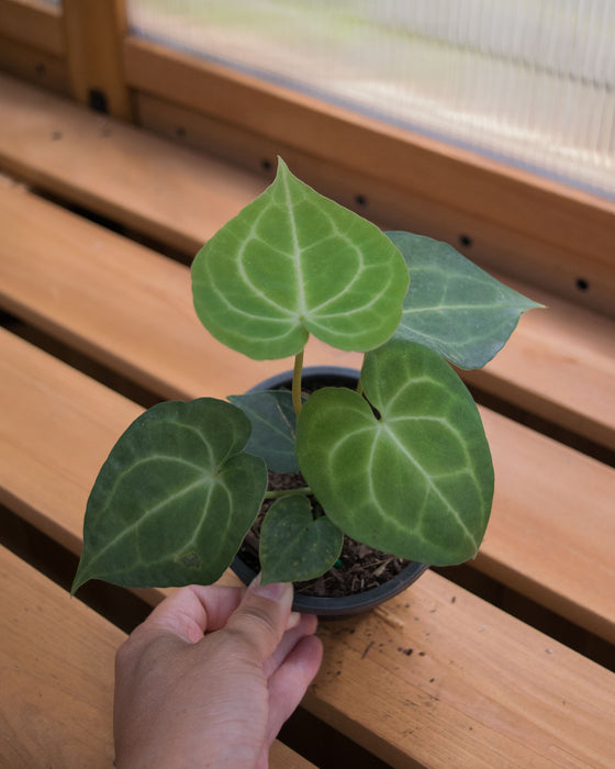 Anthurium 'King of Clarinervium' - 4"