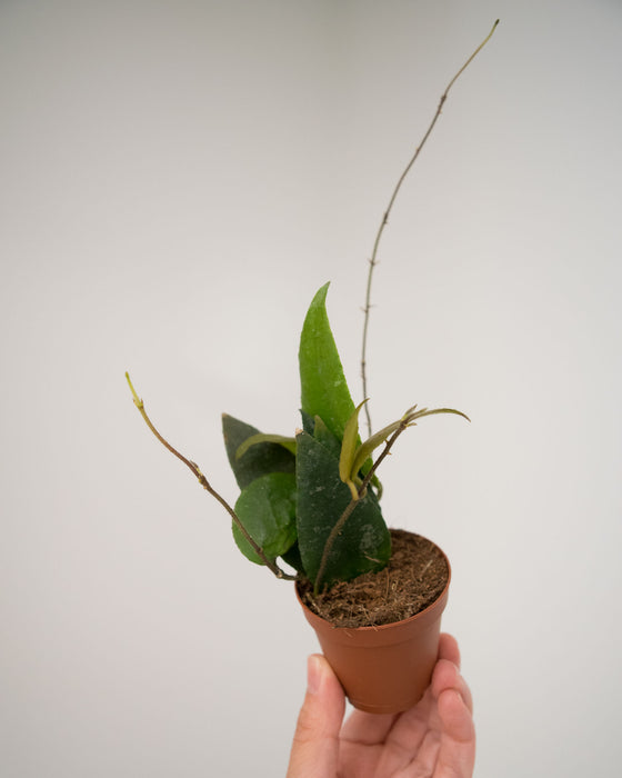 Hoya Caudata - 2"