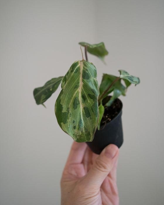 Philodendron Gloriosum 'Snow Leopard'- 2"