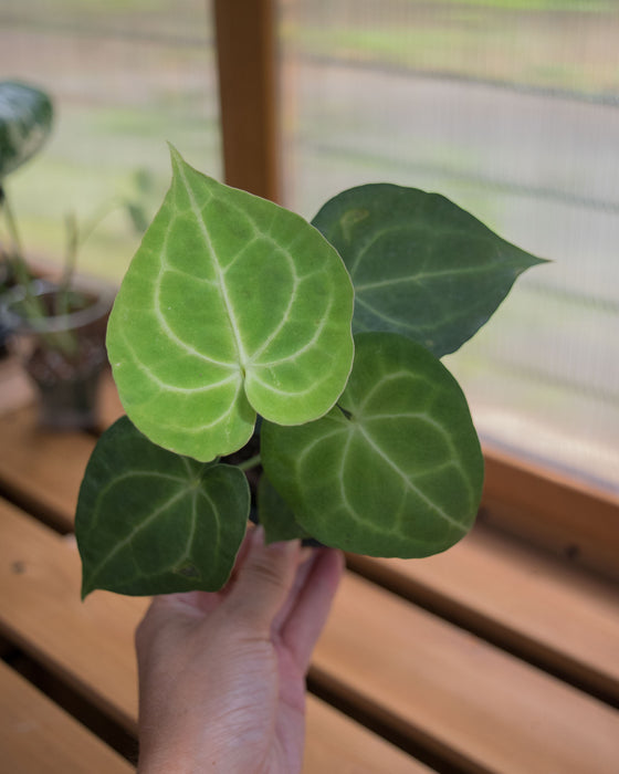 Anthurium 'King of Clarinervium' - 4"