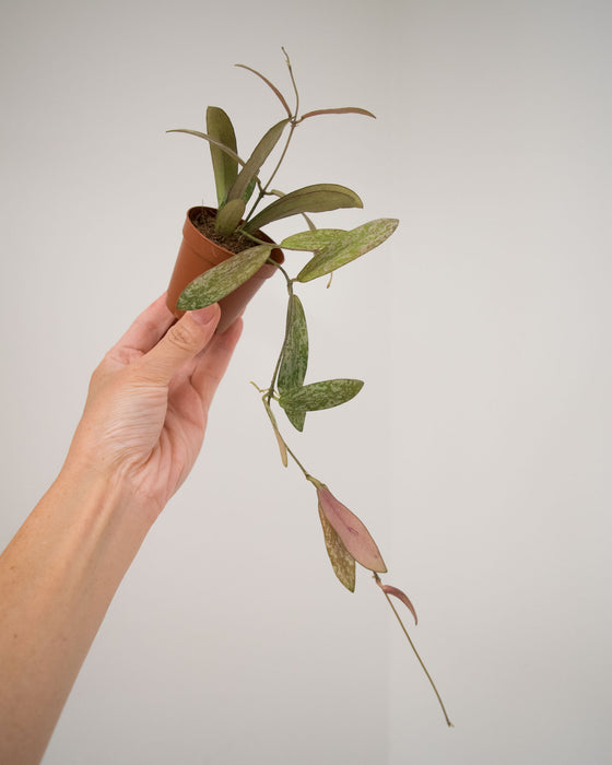 Hoya Sigillatis - 2"