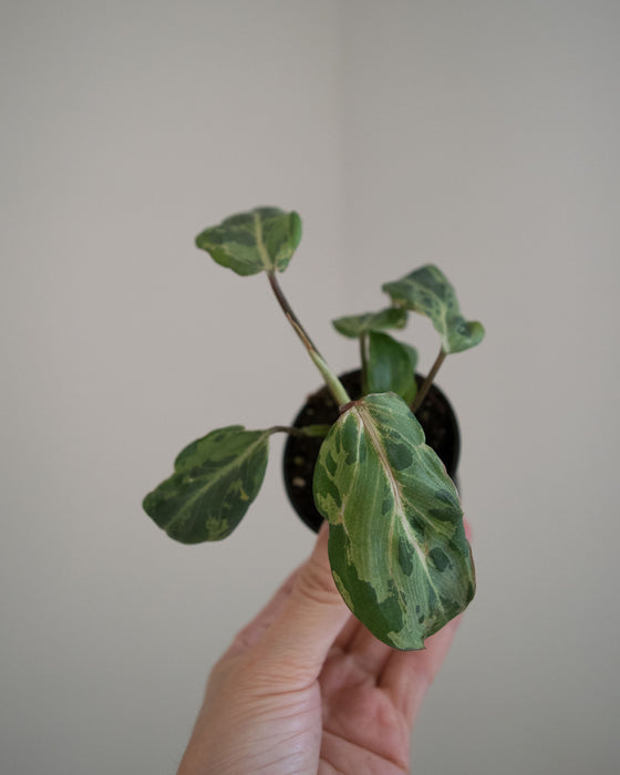 Philodendron Gloriosum 'Snow Leopard'- 2"
