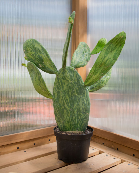 Opuntia Cochenillifera 'Variegata' - 6" (Pick Up Only)