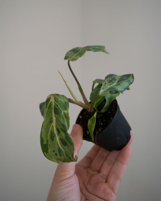 Philodendron Gloriosum 'Snow Leopard'- 2"
