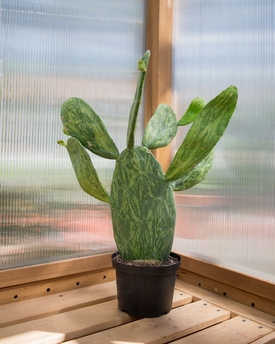 Opuntia Cochenillifera 'Variegata' - 6" (Pick Up Only)