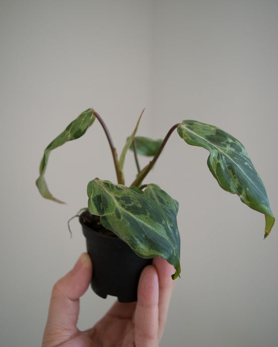 Philodendron Gloriosum 'Snow Leopard'- 2"