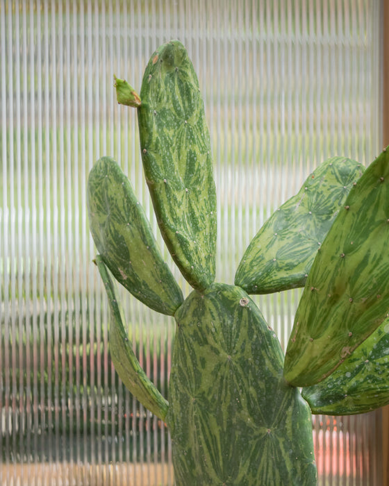 Opuntia Cochenillifera 'Variegata' - 6" (Pick Up Only)