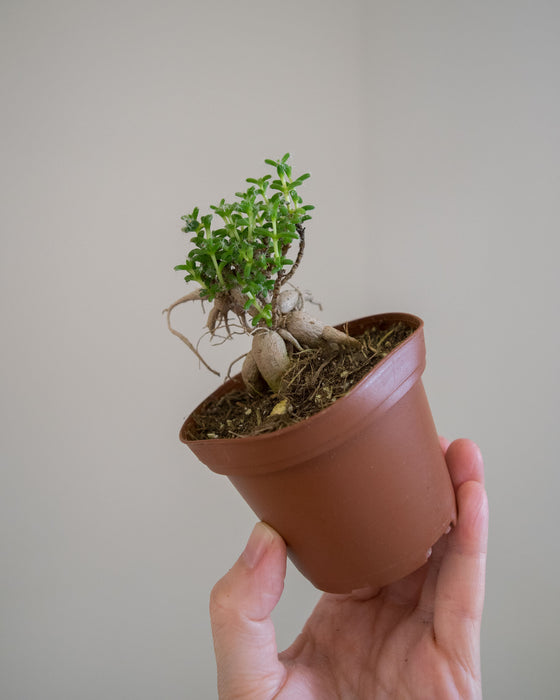 Trichodiadema bulbosum - 3"