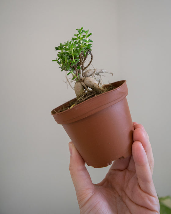 Trichodiadema bulbosum - 3"