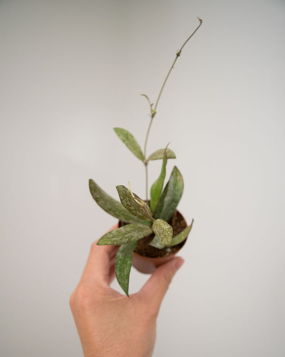 Hoya Sigillatis - 2"