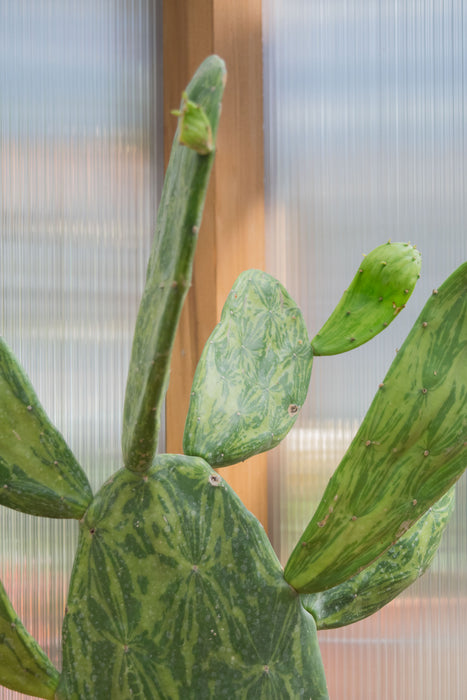 Opuntia Cochenillifera 'Variegata' - 6" (Pick Up Only)
