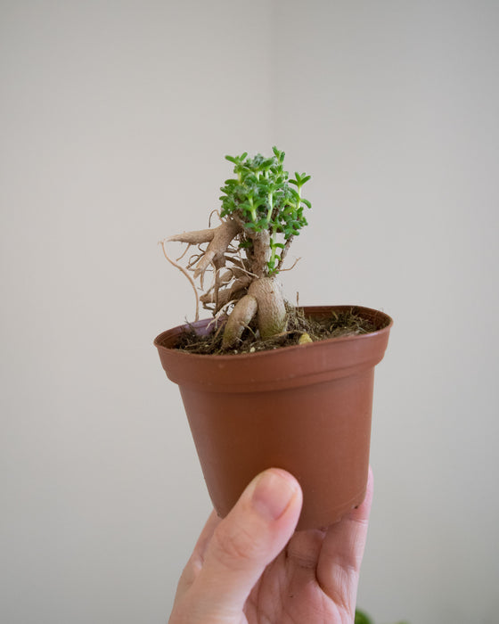 Trichodiadema bulbosum - 3"