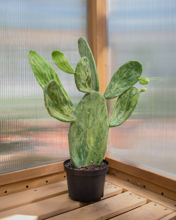Opuntia Cochenillifera 'Variegata' - 6" (Pick Up Only)