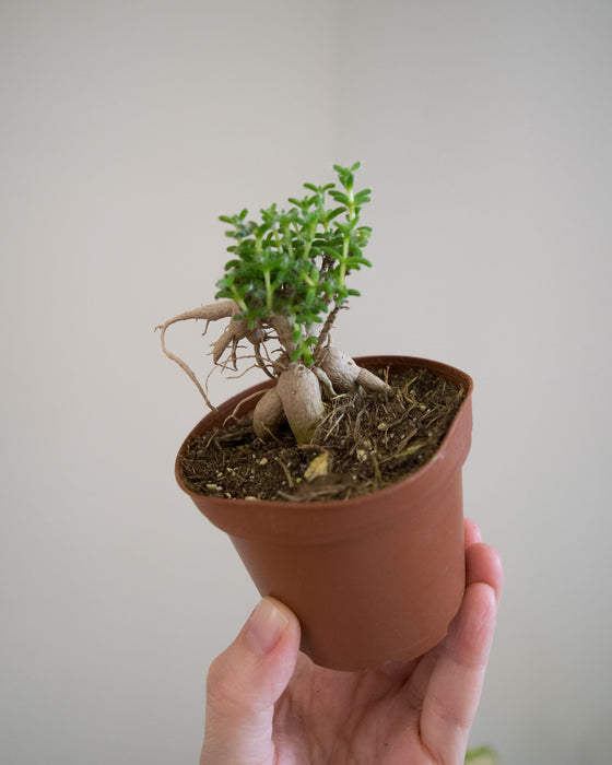 Trichodiadema bulbosum - 3"